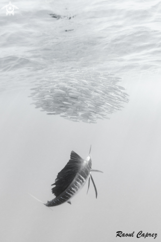 A Sailfish