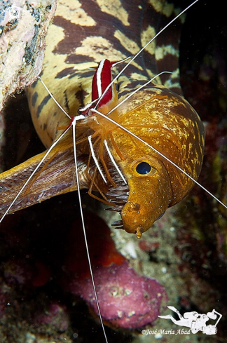 A Enchelycore anatina and Lysmata amboinensis | Lady scarlet and moray toothbrush