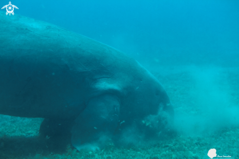 A Dugong