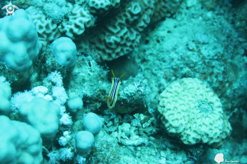 A Chromodoris quadricolor