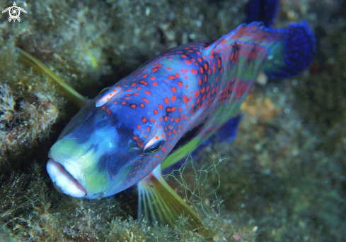 A underwater creature