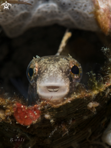 A Blenny