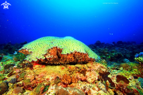 A Forming brain coral