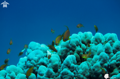 A Chromis