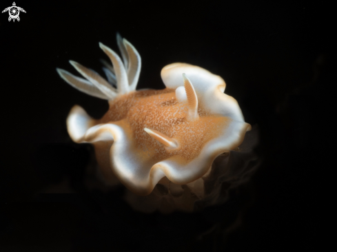 A Nudi Branch