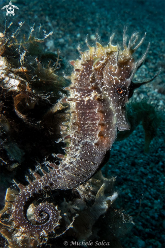 A Hippocampus guttulatus | Cavalluccio marino