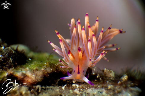 A Nudibranch 