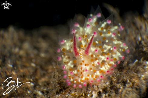 A Nudibranch 