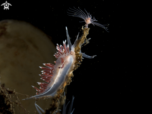 A Flabellina lineata