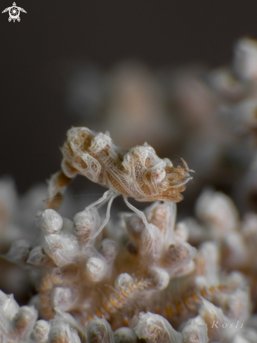 A Humpback soft coral shrimp