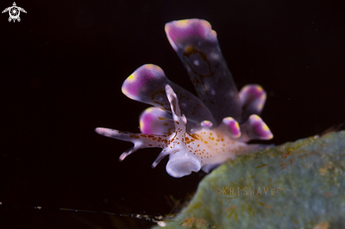 A Nudibranch