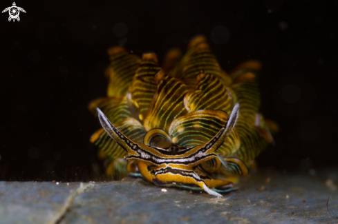 A Cyerce nigra | Nudibranch