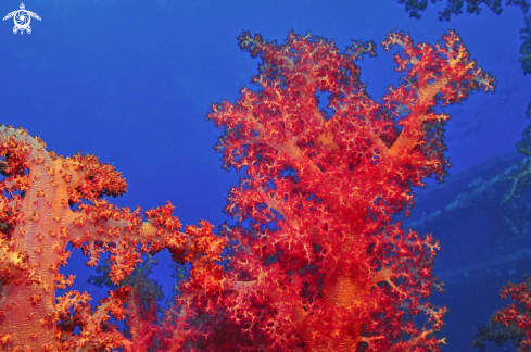 A soft corals