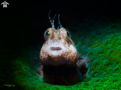 A Blenny Goby