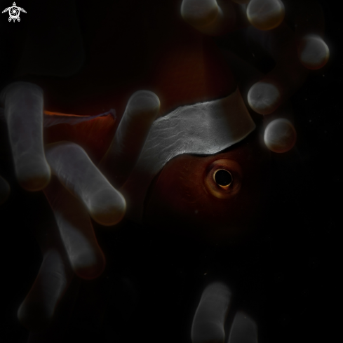 A clownfish in anemone