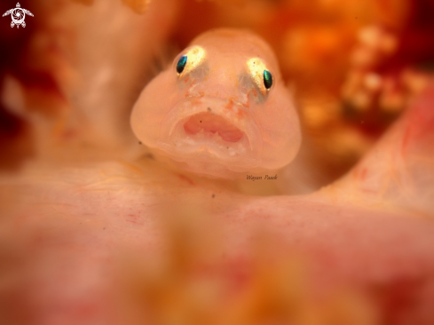 A GOBY