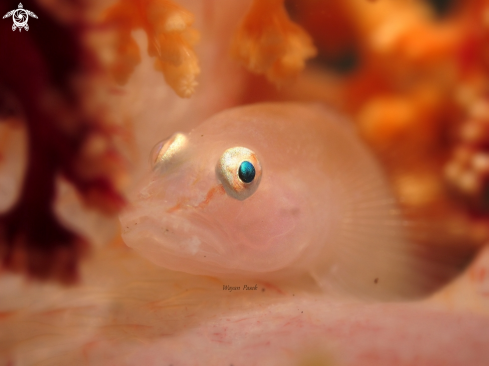 A GOBY