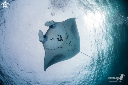 A Manta