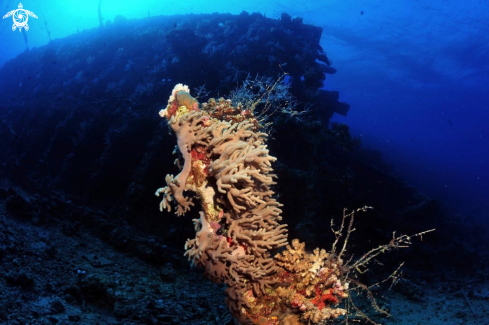 A Carnatic shipwreck