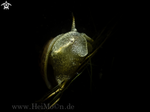 A Schlammschnecke (Lymnaeidae)