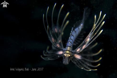 A lion fish | juvenile lion fish