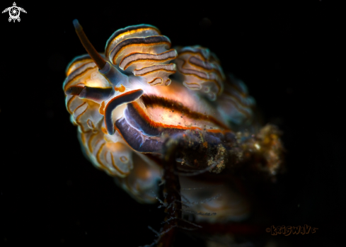 A Nudibranch