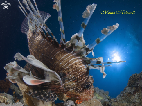 A Lionfish