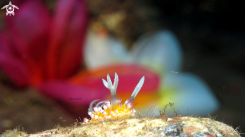 A Cadlinella ornatissima