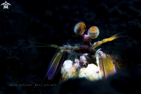 A peacock mantis shrimp