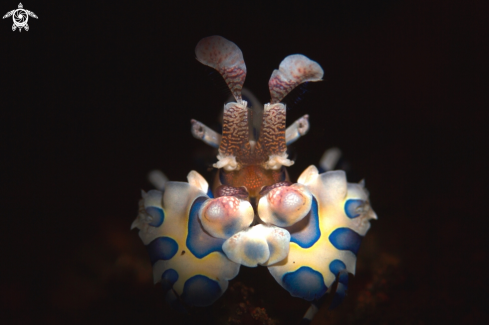 A Harlequin shrimp