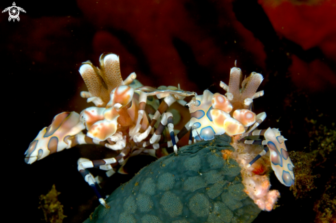 A Harlequin shrimp