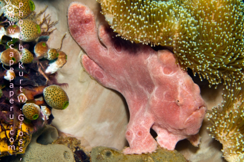 A Antennarius commerson | Giant Frogfish