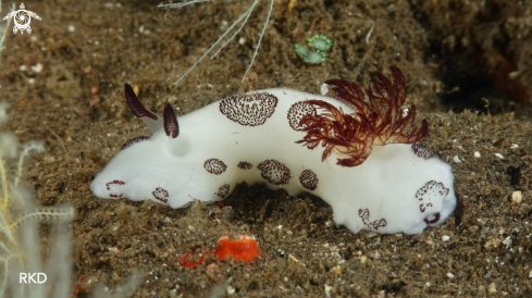 A Jorunna funebris | Nudi Branch