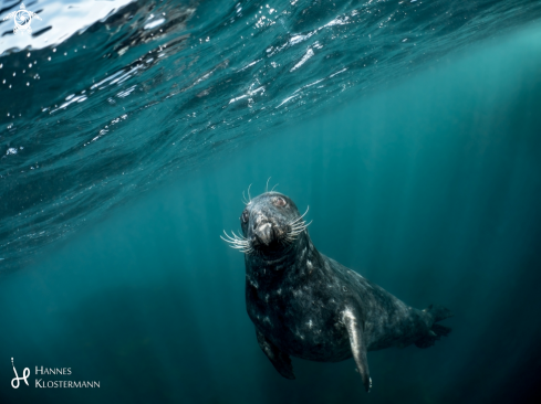 A Grey Seal