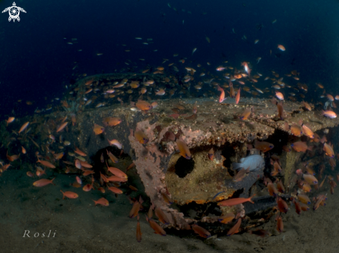 A Cardinalfish