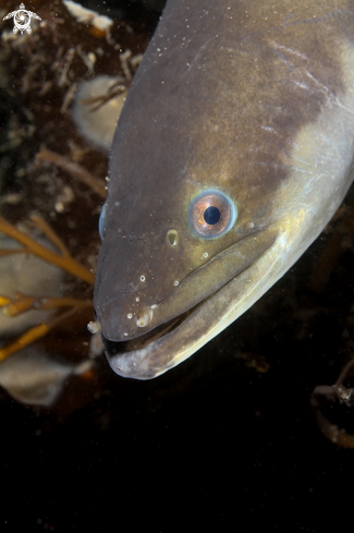 A European eel