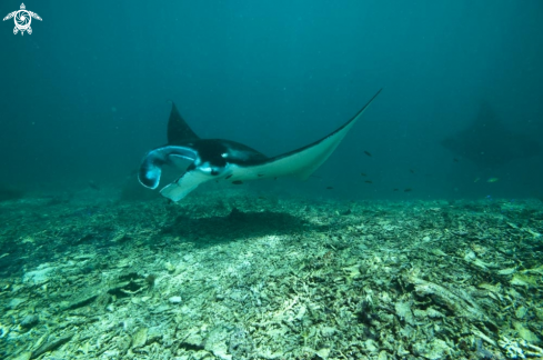 A manta ray