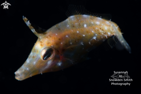 A Filefish