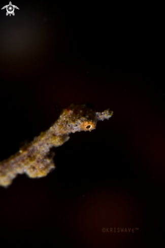 A Kyonemichthys rumengani | Lembeh Sea Dragon