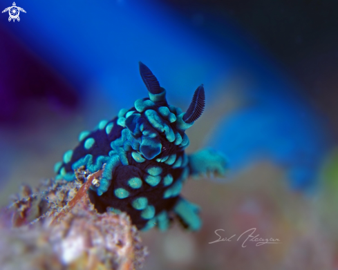 nudibranch