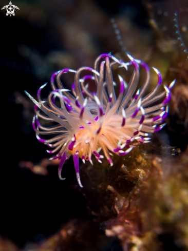 A Unidentia angelvaldesi | Nudibranch