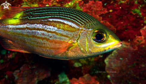 A Cardinal fish