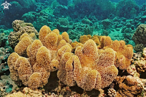 A soft corals