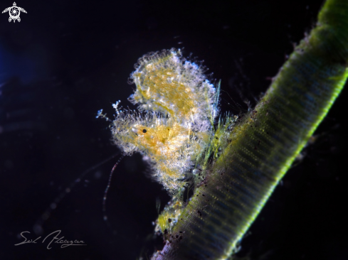 A skeleton shrimp