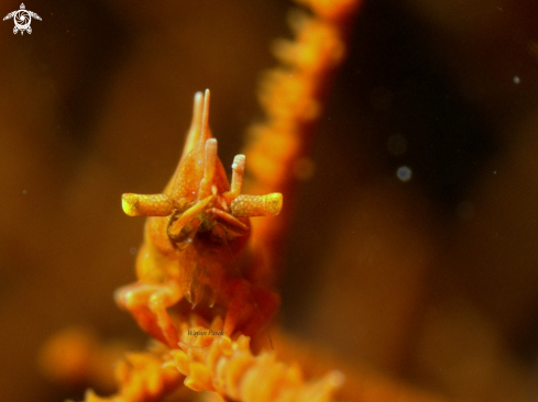 A Miropandalus hardingi | Dragon shrimp