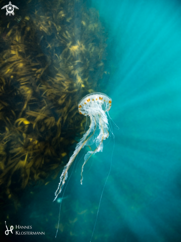 A Compass Jellyfish