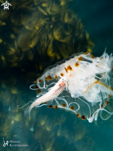 A Chrysaora hysoscella | Compass Jellyfish