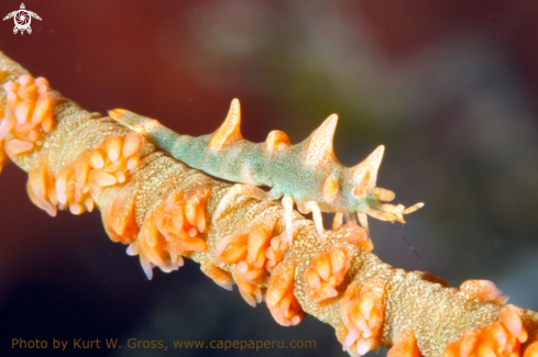 A miropandalus hardingi | Dragon Shrimp