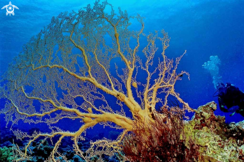 A Gorgonian