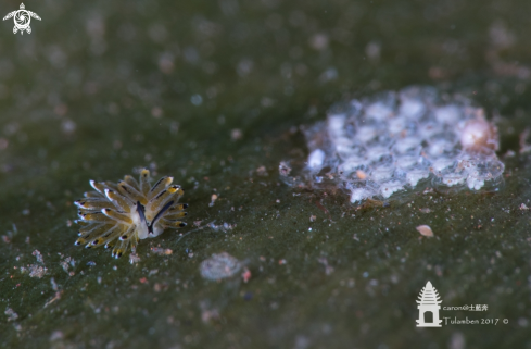 A Nudibranch